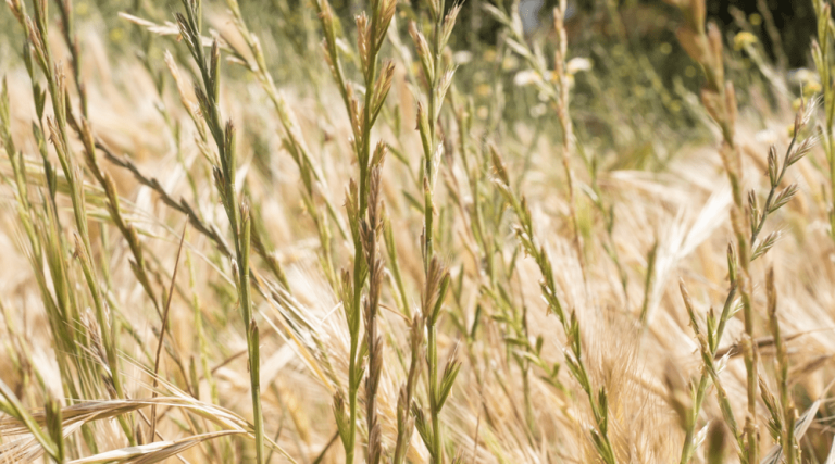 ¿Cuál es el fruto de la cizaña?