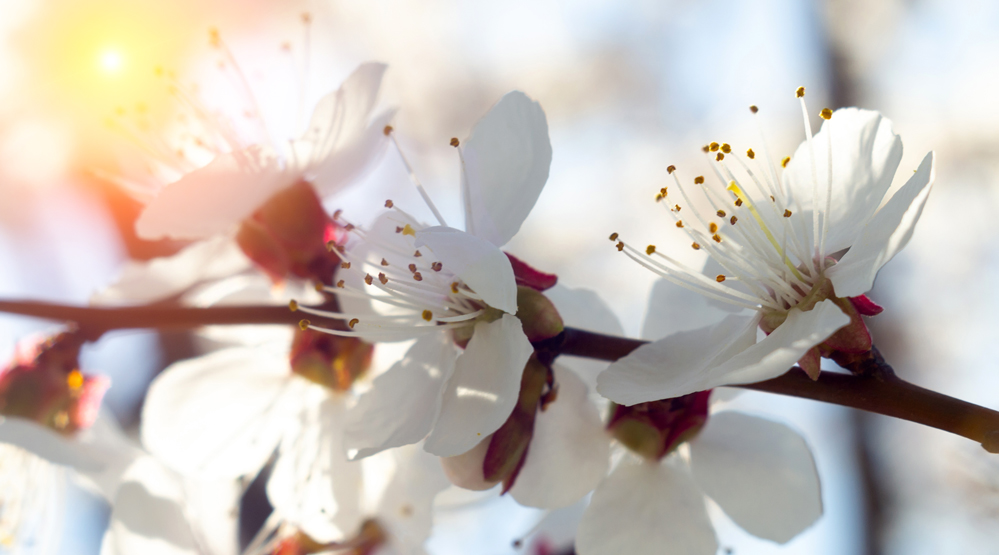 10 hábitos para hacer florecer tu vida – Parte 9