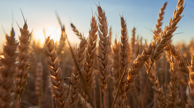 ¿Sabés si es trigo o cizaña?