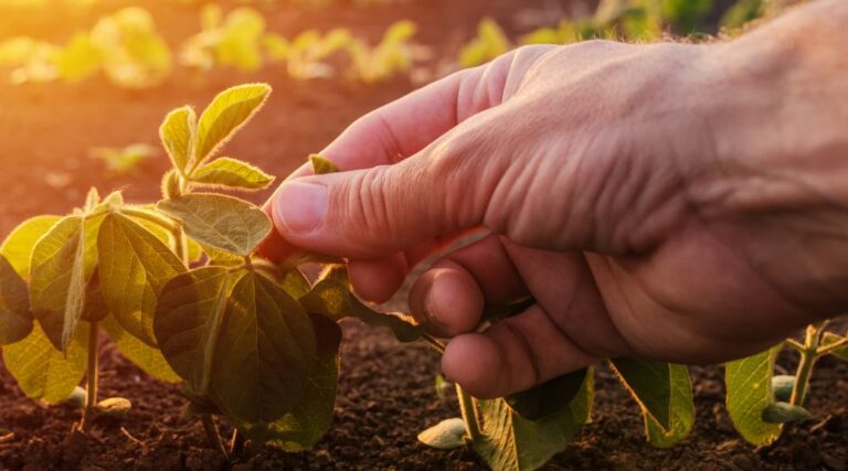 El ciclo espiritual y su comparación con el proceso agrícola